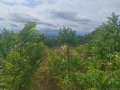 Продава ПАРЦЕЛ, град Варна, Изгрев • 63500 € • 37033027 — Holmes.bg