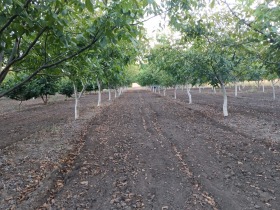 Land Psjelarovo, region Dobrich 2