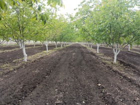 Land Psjelarovo, region Dobrich 5