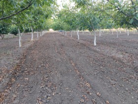 Land Psjelarovo, region Dobrich 7