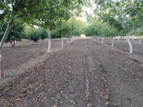 Land Psjelarovo, region Dobrich 3