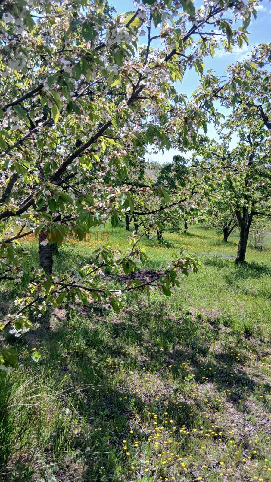 Продава ЗЕМЕДЕЛСКА ЗЕМЯ, с. Коняво, област Кюстендил