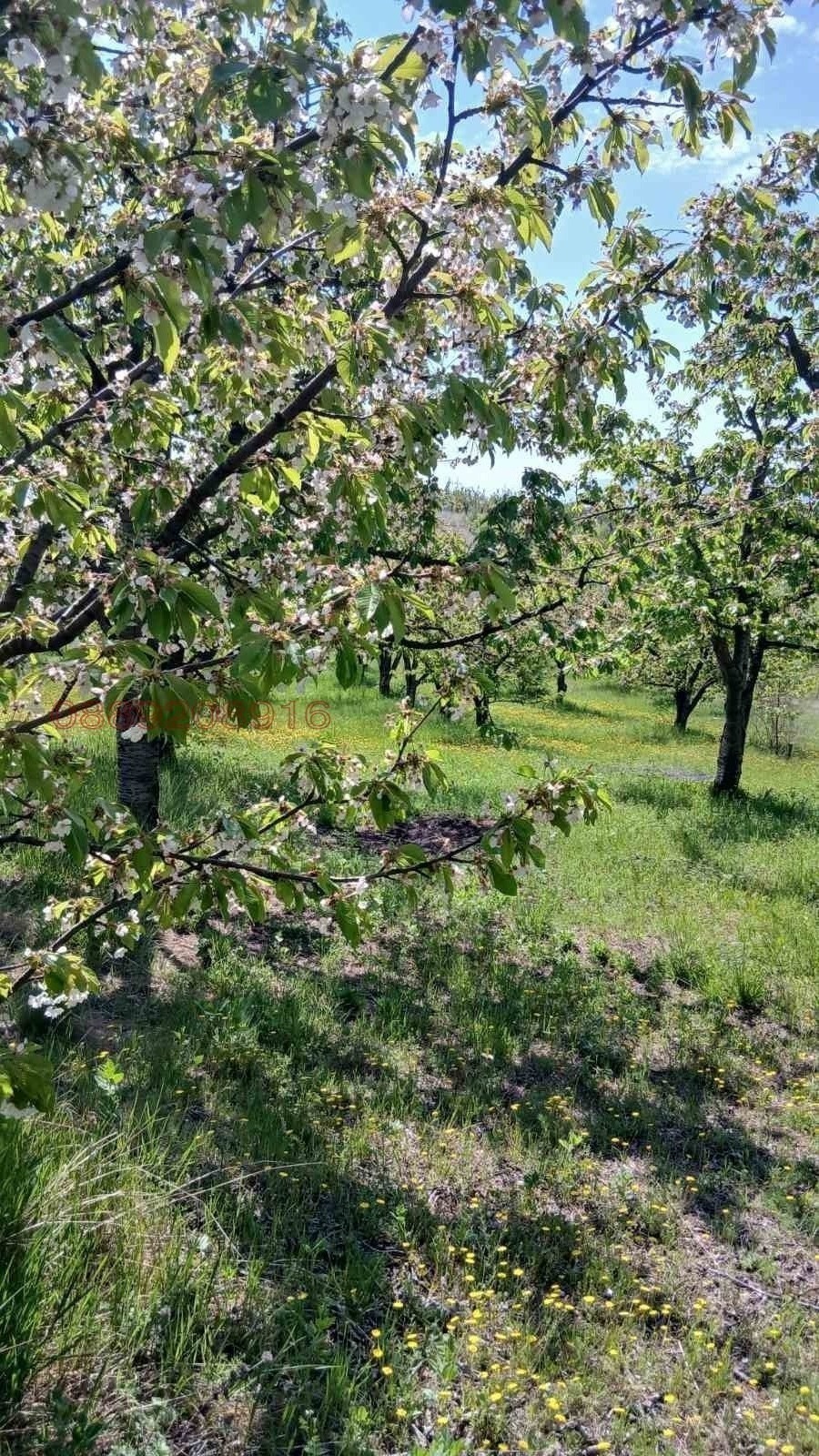 Продава ЗЕМЕДЕЛСКА ЗЕМЯ, с. Коняво, област Кюстендил