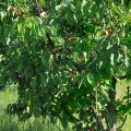 Продава ЗЕМЕДЕЛСКА ЗЕМЯ, с. Коняво, област Кюстендил, снимка 3