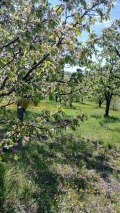 Продава ЗЕМЕДЕЛСКА ЗЕМЯ, с. Коняво, област Кюстендил, снимка 1