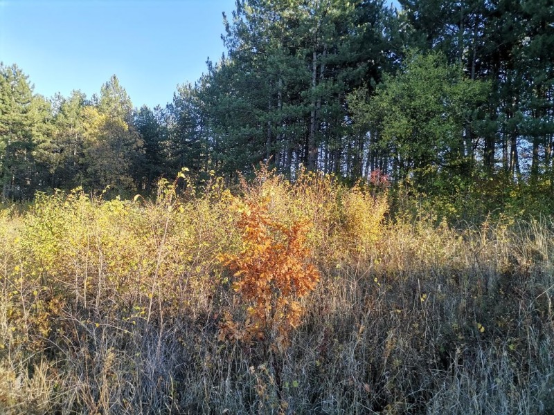 Продава ПАРЦЕЛ, гр. София, гр. Банкя, снимка 12 - Парцели - 52598214