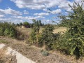Продава  Земеделска земя област Пазарджик , с. Звъничево , 3300 дка | 81617087 - изображение [2]