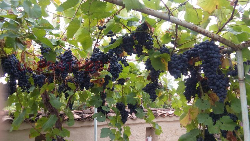 Продава КЪЩА, с. Ново Янково, област Шумен, снимка 2 - Къщи - 52781462