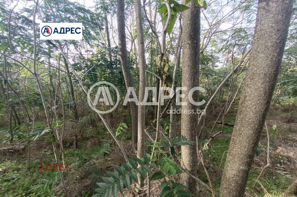 Продава ПАРЦЕЛ, с. Сърнино, област Добрич, снимка 3 - Парцели - 54948360
