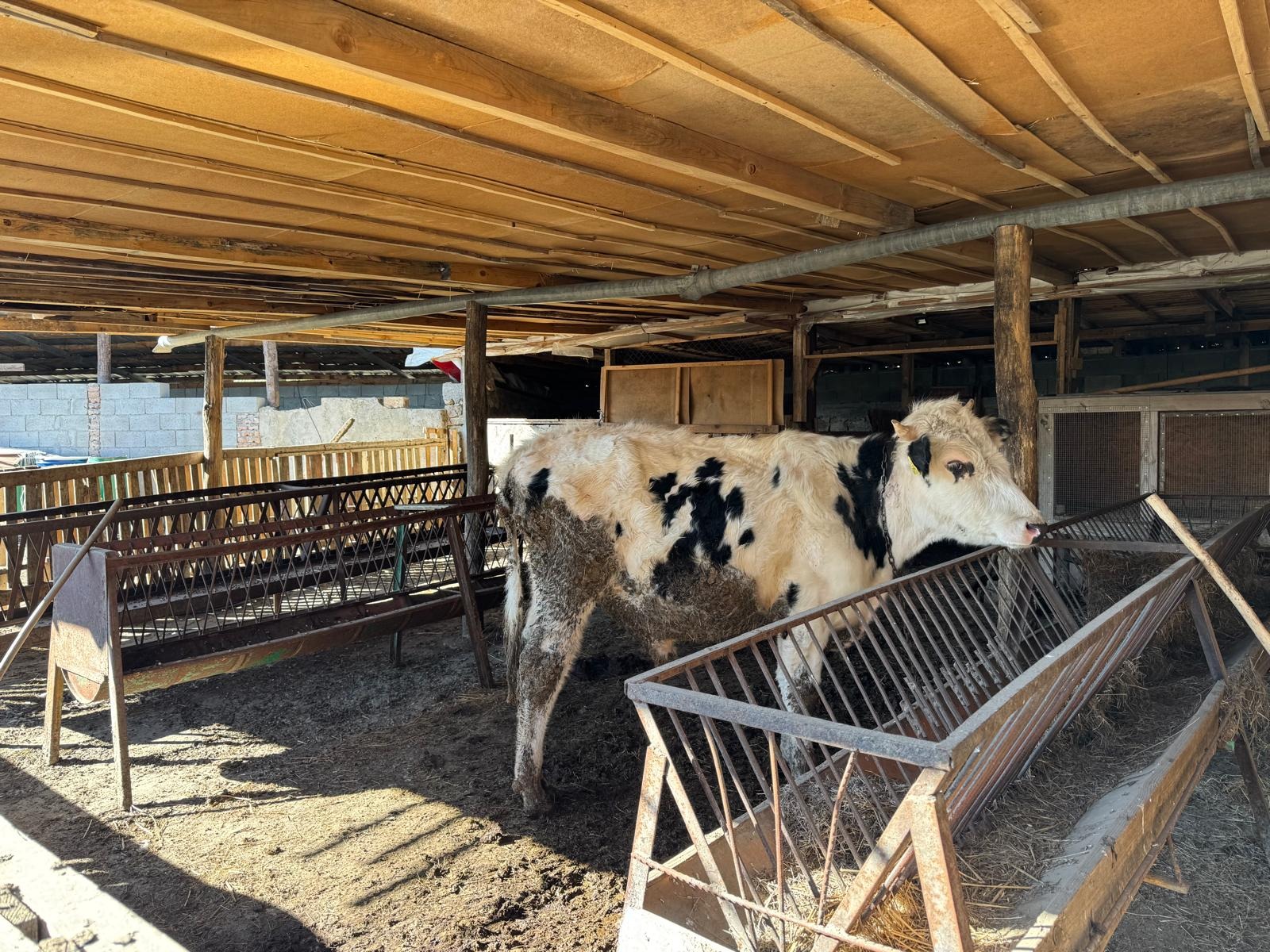 Продава БИЗНЕС ИМОТ, с. Велино, област Шумен, снимка 13 - Други - 53782890