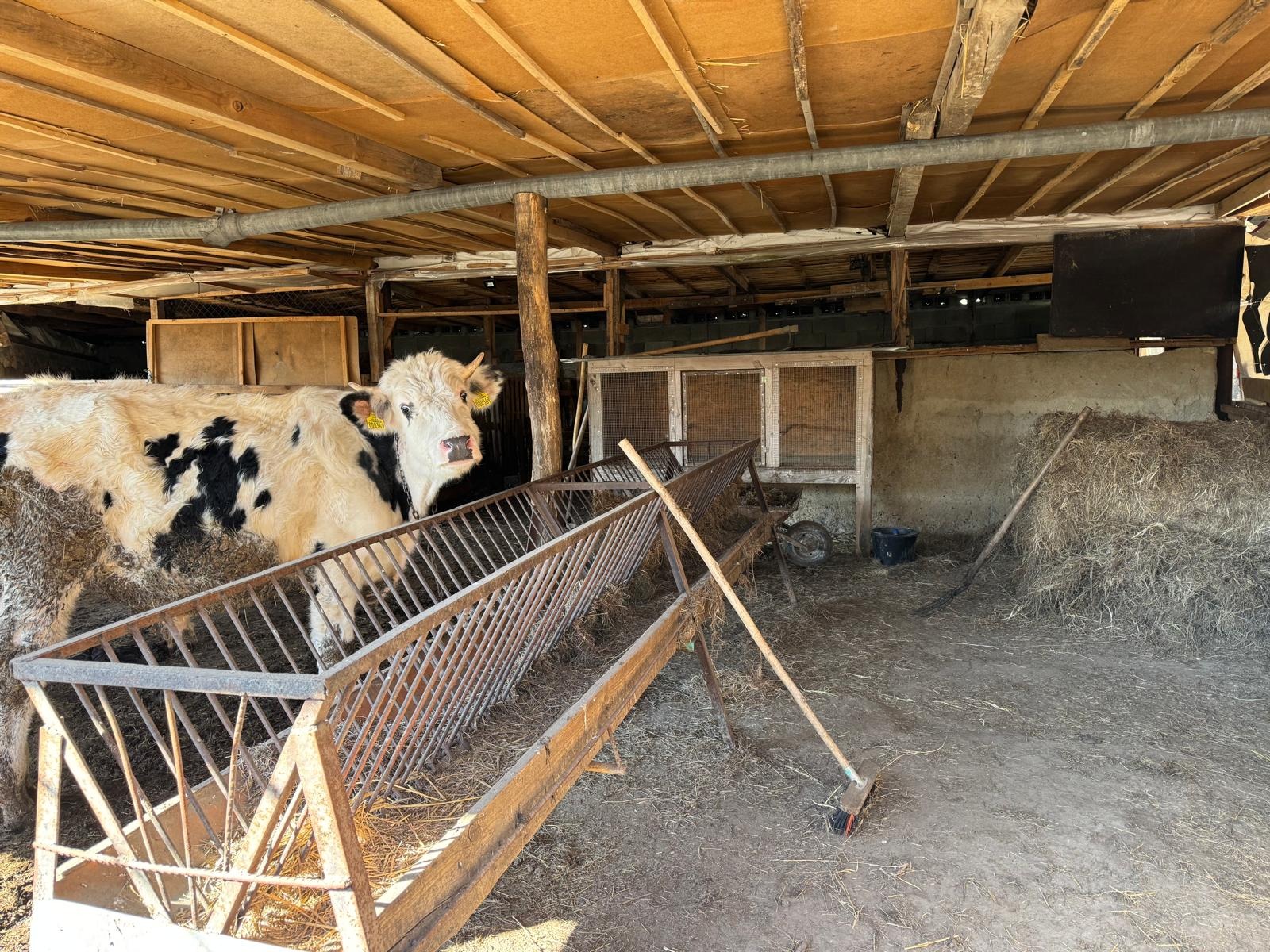 Продава БИЗНЕС ИМОТ, с. Велино, област Шумен, снимка 12 - Други - 53782890