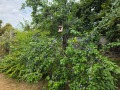 Продава  Къща област Велико Търново , гр. Килифарево , 70 кв.м | 21372000 - изображение [17]
