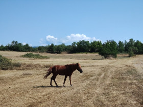 Plot Blatska, region Blagoevgrad 1