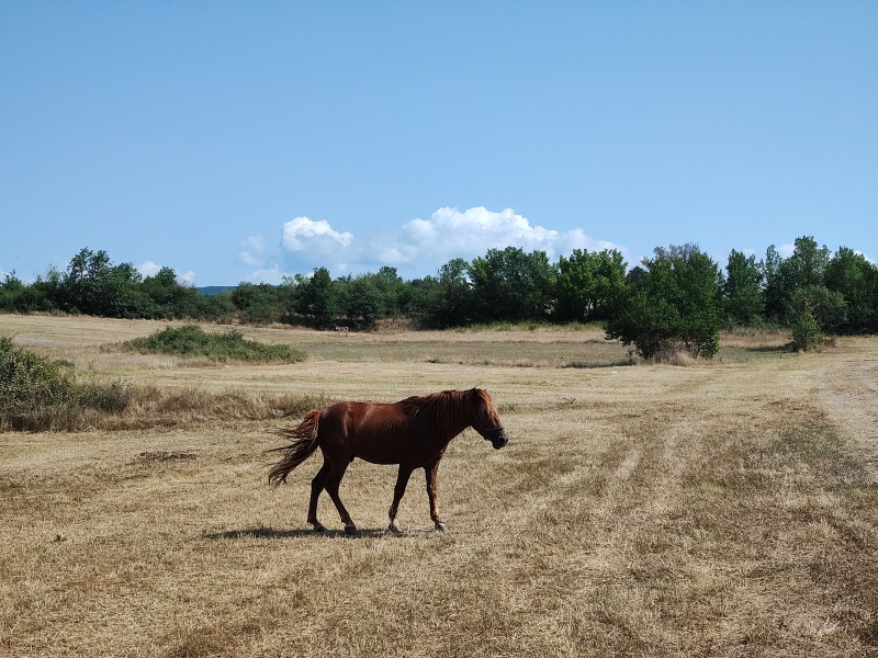 Продава  Парцел област Благоевград , с. Блатска , 786 кв.м | 21708364