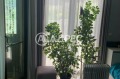 Продава 2-СТАЕН, гр. Балчик, област Добрич, снимка 5