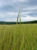 Продава ЗЕМЕДЕЛСКА ЗЕМЯ, с. Баня, област Бургас, снимка 2