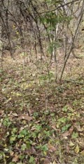 Продава ПАРЦЕЛ, с. Долни Романци, област Перник, снимка 2