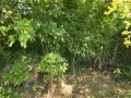 Продава КЪЩА, област Велико Търново, с. Дъскот • 22000 лв. • 84054851 — Holmes.bg