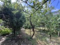 Продава КЪЩА, област Враца, с. Паволче • 230000 лв. / 117597.13 € • 81158846 16
