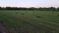 Продава ПАРЦЕЛ, с. Раковски, област Добрич, снимка 3