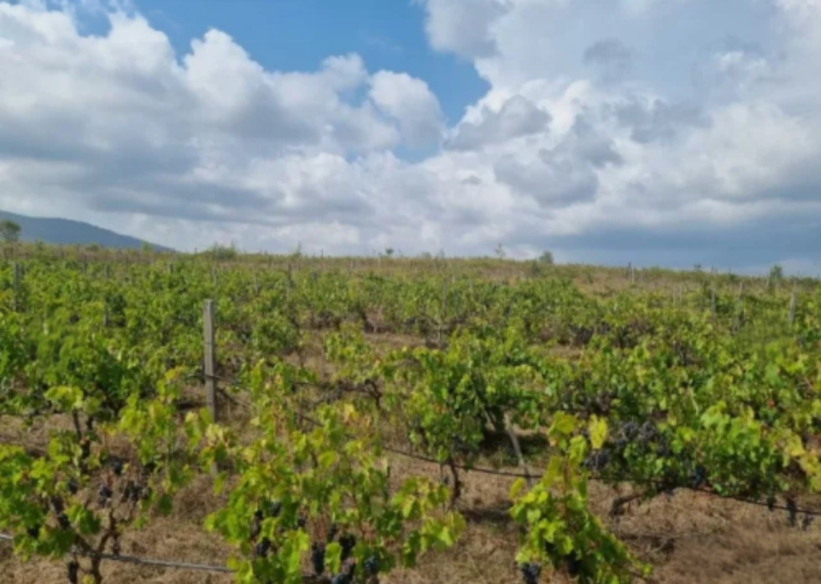 ������� ������ | Imot.bg � ����������� 2