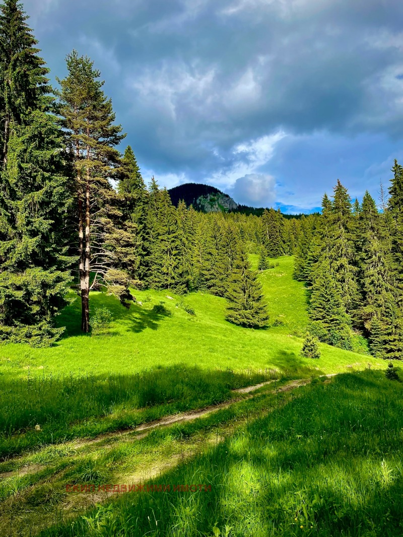 Til salg  Grund region Smolyan , Mugla , 300 kvm | 59289527 - billede [11]