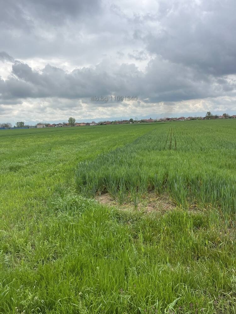 Продава ЗЕМЕДЕЛСКА ЗЕМЯ, с. Маноле, област Пловдив, снимка 2 - Земеделска земя - 54341069