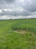 Продава ЗЕМЕДЕЛСКА ЗЕМЯ, с. Маноле, област Пловдив, снимка 2