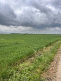 Продава ЗЕМЕДЕЛСКА ЗЕМЯ, с. Маноле, област Пловдив, снимка 3