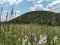 Продава ПАРЦЕЛ, с. Малка Верея, област Стара Загора, снимка 3