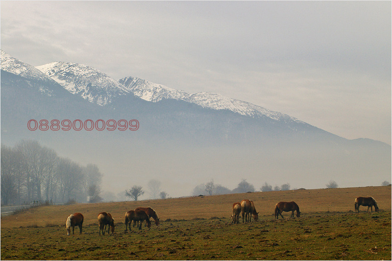 Na sprzedaż  Działka region Błagojewgrad , Razlog , 9600 mkw | 73271967 - obraz [3]