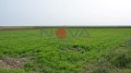 Продава ЗЕМЕДЕЛСКА ЗЕМЯ, с. Житен, област Добрич, снимка 1 - Земеделска земя - 40999486