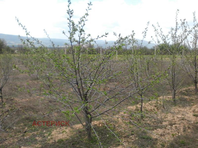 En venta  Tierra región Kyustendil , Smochevo , 13 dka | 56233954 - imagen [6]