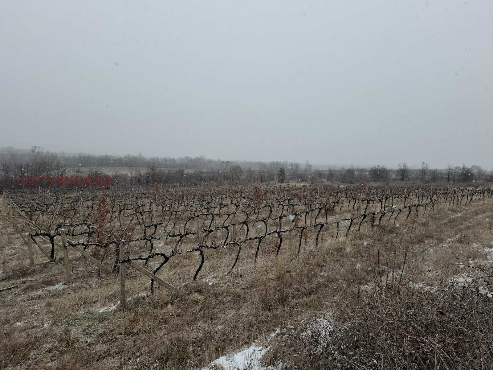 Продава ЗЕМЕДЕЛСКА ЗЕМЯ, с. Виноградец, област Пазарджик, снимка 2 - Земеделска земя - 54172213