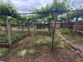 Продава КЪЩА, с. Певец, област Търговище, снимка 5