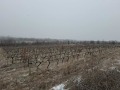 Продава ЗЕМЕДЕЛСКА ЗЕМЯ, с. Виноградец, област Пазарджик, снимка 2