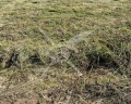 Продава  Парцел област Пловдив , с. Царацово , 583 кв.м | 46071681