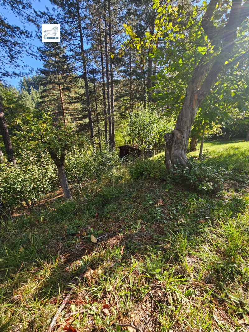 Продава ПАРЦЕЛ, с. Паничище, област Кюстендил, снимка 2 - Парцели - 52274122