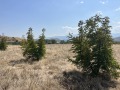 Продава ПАРЦЕЛ, гр. Сандански, област Благоевград, снимка 5