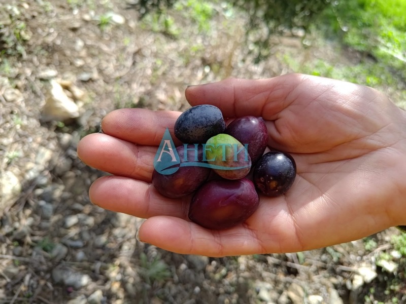 Продава ПАРЦЕЛ, Извън страната, област Извън страната, снимка 4 - Парцели - 52638296