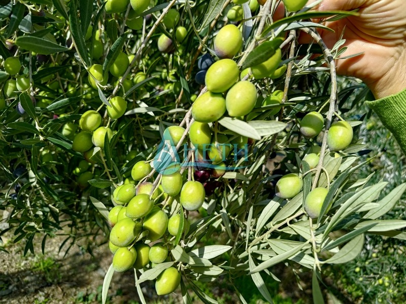 Продава ПАРЦЕЛ, Извън страната, област Извън страната, снимка 5 - Парцели - 52638296