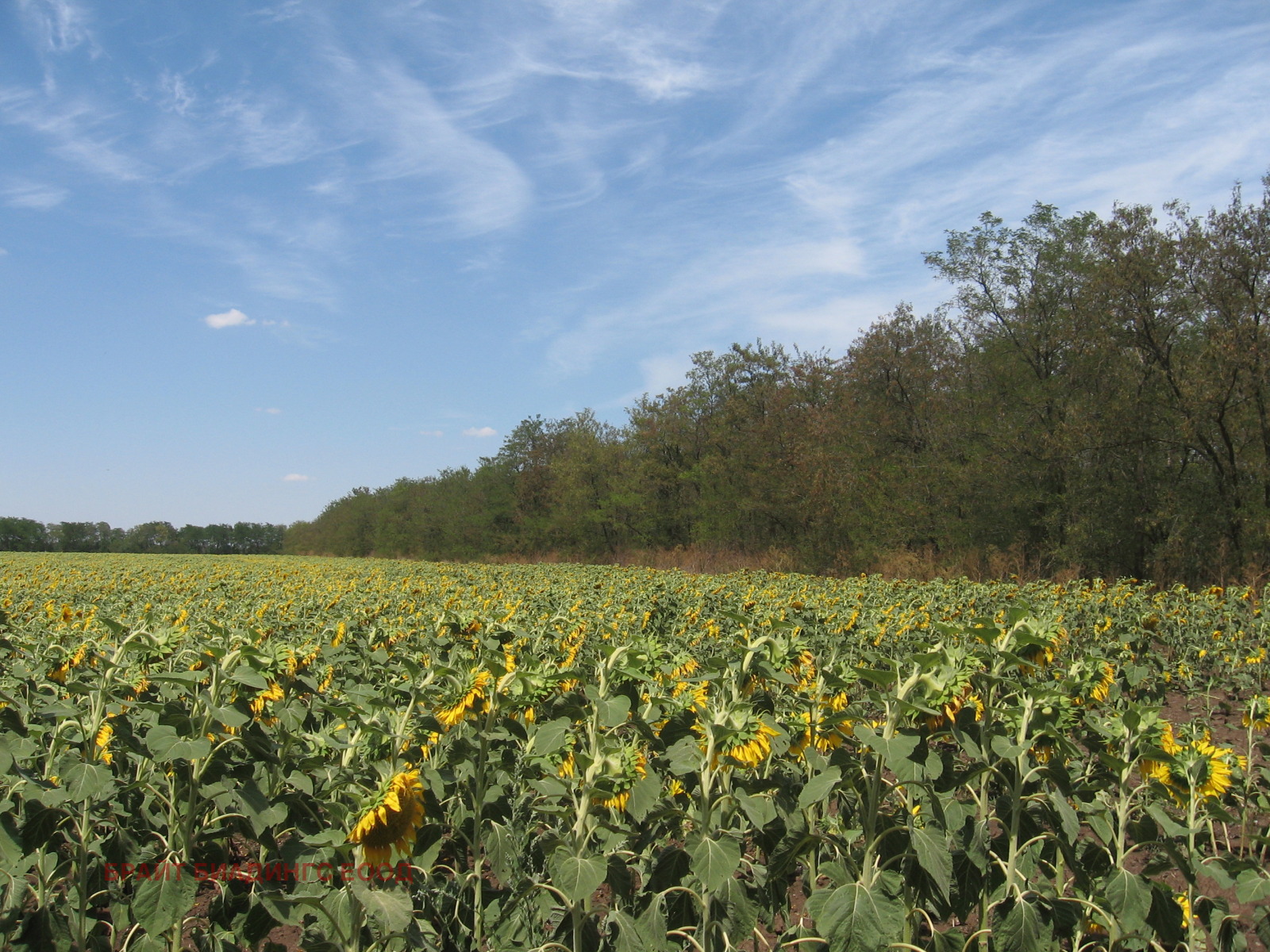 Продава ПАРЦЕЛ, с. Дуранкулак, област Добрич, снимка 2 - Парцели - 44665705