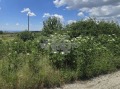 Продава ПАРЦЕЛ, с. Баново, област Варна, снимка 4
