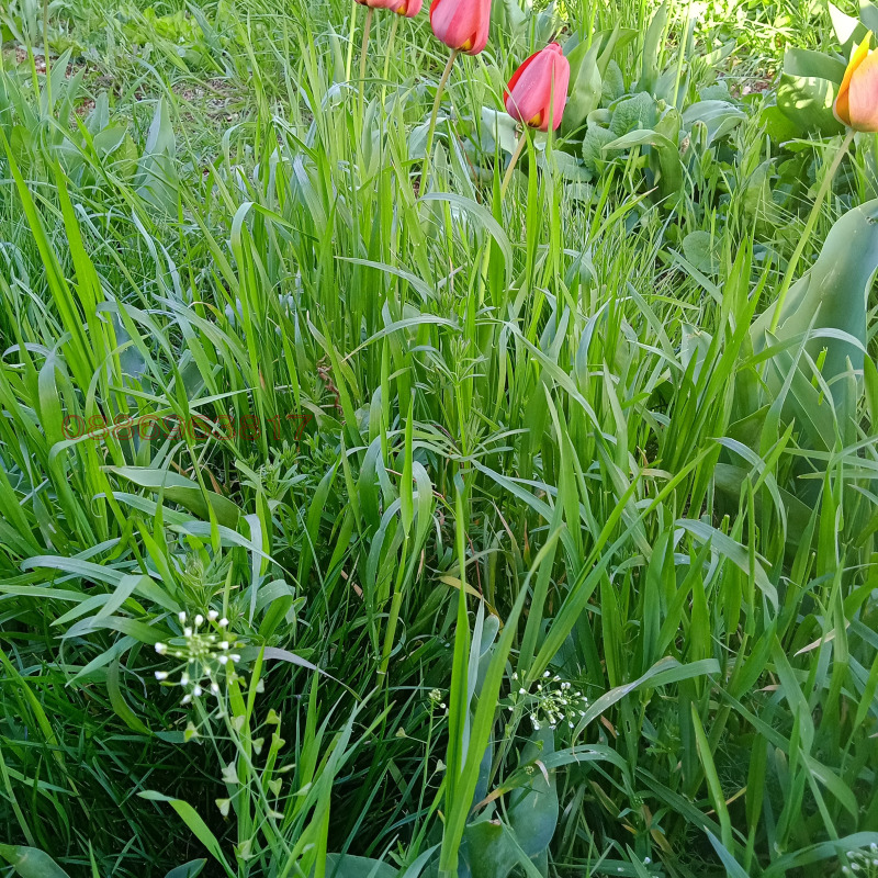 Продава ЗЕМЕДЕЛСКА ЗЕМЯ, с. Стакевци, област Видин