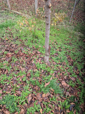 ����� ������� ������,�. ����� �����, ������ �����