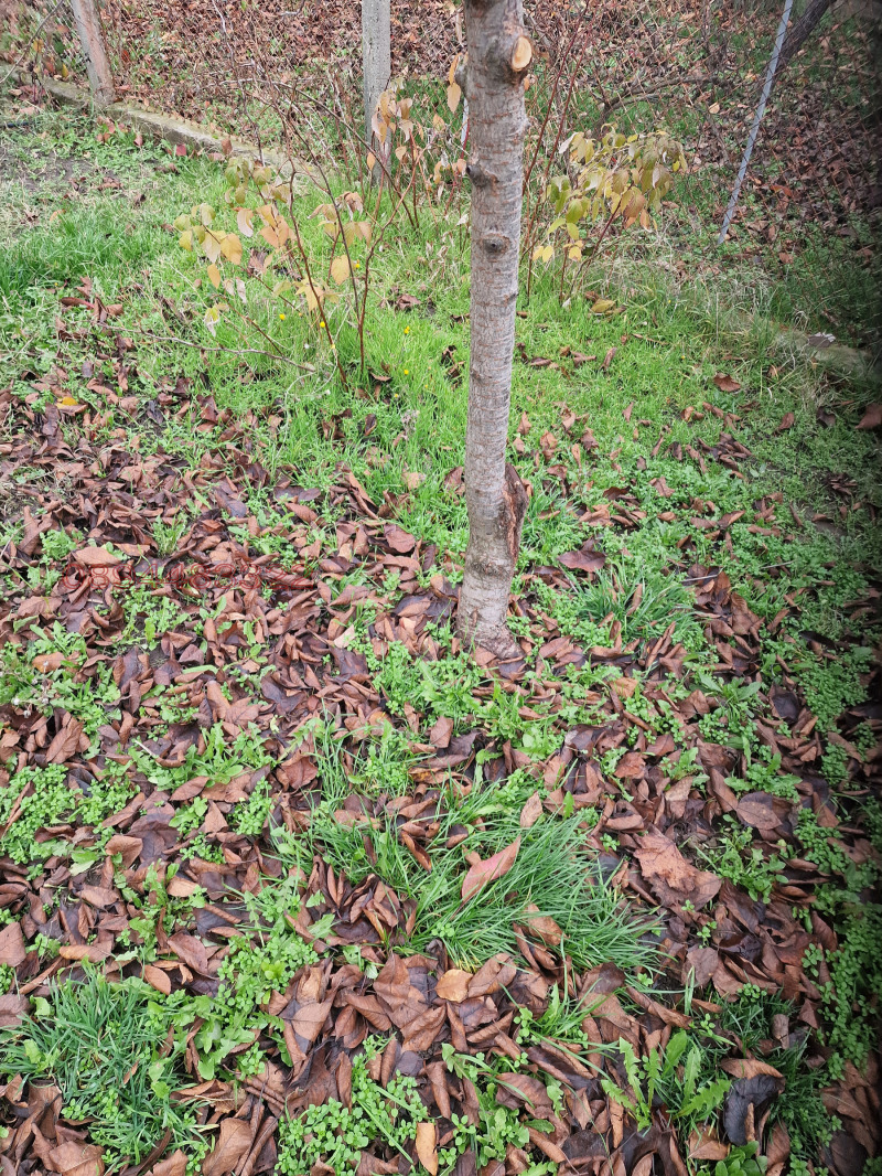 Продава ПАРЦЕЛ, с. Долни Вадин, област Враца