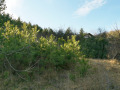 Продава ВИЛА, област София, с. Реброво • 29000 € • 40470370 — Holmes.bg