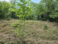 Продава ПАРЦЕЛ, област Велико Търново, с. Велчево • 36000 лв. • 17016834 — Holmes.bg