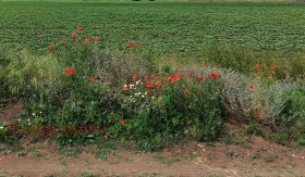 Přistát Jagoda, oblast Stará Zagora 1