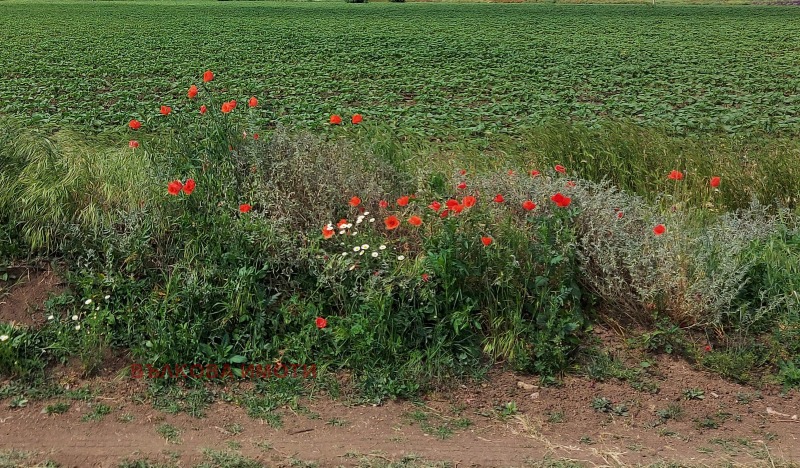 Til salgs  Land region Stara Zagora , Jagoda , 6 dka | 70799122